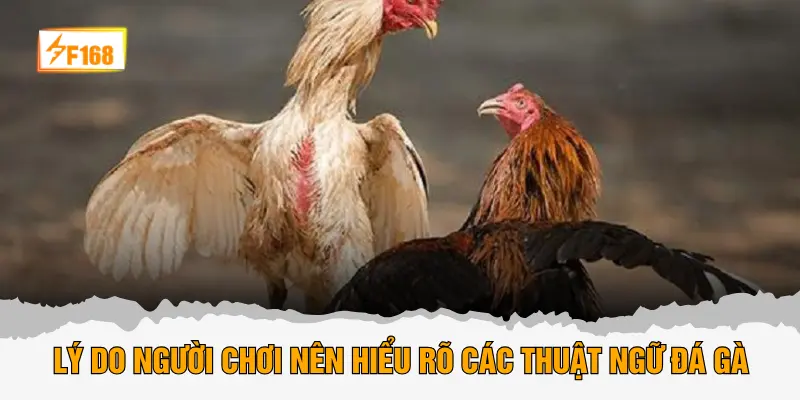Lý do người chơi nên hiểu rõ các thuật ngữ đá gà